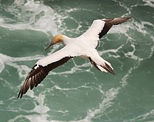Large white seabird in flight over the ocean