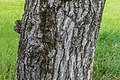 Rinde eines älteren Baumes mit starker Verborkung