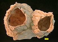 Chesaconcavus, a Miocene barnacle from Maryland
