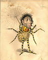 Spider 1873