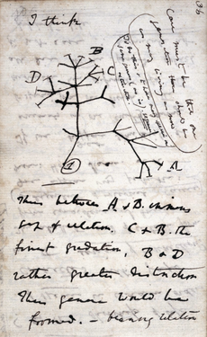 Page from Darwin's notebooks (c. July 1837) with his first sketch of an evolutionary tree, and the words "I think" at the top