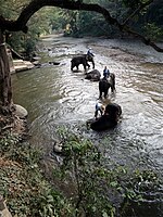 Bathing elephants in the Taeng River