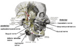 Mandibular nerve branches
