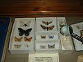 Butterflies collected by Nabokov