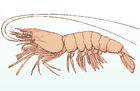 The Northern white shrimp, a penaeid