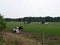 Kühe auf der Weide – Milchwirtschaft im Norden der Wedemark