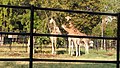 Giraffe at Chamarajendra Zoological Gardens