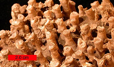 Tabulate coral (a syringoporid); Boone limestone (Lower Carboniferous) near Hiwasse, Arkansas, scale bar is 2.0 cm