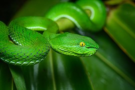 Trimeresurus gumprechti, Gumprecht’s pit viper (female) - Phu Suan Sai National Park (46711073485)