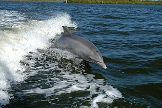 Bottlenose dolphin, highest encephalization of any animal after humans[40]