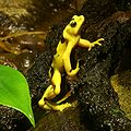 A Panamanian golden frog in its habitat at the Buffalo Zoo.