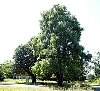 Bäume um die ehemalige Laubhütte Ahlem