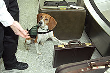 The APHIS Beagle Brigade does an interception at Dulles Airport