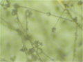 The necrotrophic fungus Botrytis conidiophores, Magnification X16, family: Sclerotinaceae