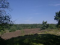 Brunssummer heath in South Eastern Limburg