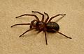 Native to the Pacific Northwest region of North America, Callobius severus is a fairly common nesting forest spider.