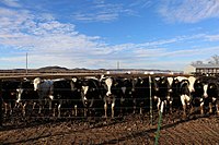 The Cow Farm, Trempealeau County