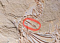 Image 35Eupodophis descouensi hind leg (from Snake)