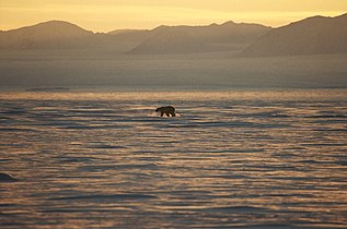 A polar bear on Greenland's eastern coast