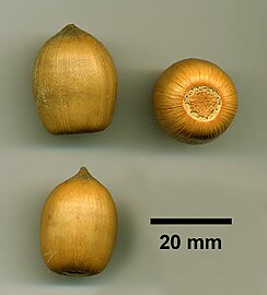 Acorn of N. densiflorus
