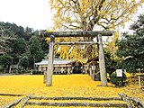 A sacred ginkgo at Nyusakado Shrine in Wakayama, Japan
