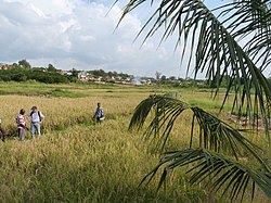 Sawah rice cultivation in inland valleys in Ashanti region, Ghana