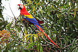 Scarlet Macaw in Carara National Park.