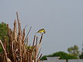 Mosambikgirlitz Yellow-fronted Canary