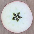 The gynoecium of an apple contains five carpels, arranged in a five-pointed star