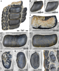 Jaw fragment of Strophodus a specialised durophagous hybodont
