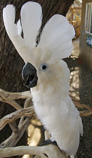 Umbrella cockatoo raising its crest