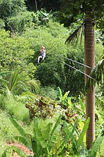 Zipline in the Tanamá Forest of Utuado