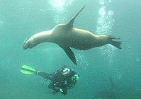 Diver and juvenile sea lions, Anacapa Island