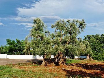 centuries-old olive tree in the countryside