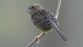 Bachman's sparrow (Peucaea aestivalis), Hal Scott Reserve, Florida