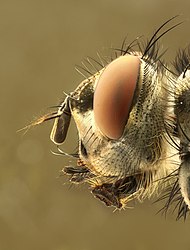Kopf einer Fliege (von Makro Freak)