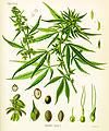 Image 30Cannabis as illustrated in Köhler's Book of Medicinal Plants, 1897 (from Medical cannabis)