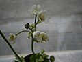 Dionaea muscipula flowering