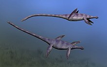 Drawing of two elasmosaurs underwater.