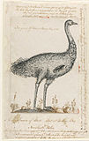 Drawing of an emu
