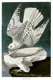 Hand-coloured engraving of two gyrfalcon; one diving in flight resembles the shape of the tryzub.