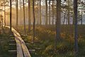 Wooden walkway near the bog