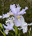 Iris wattii