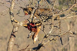 Leopardo (Panthera pardus) devorando un antílope, parque nacional Kruger, Sudáfrica, 2018-07-26, DD 06
