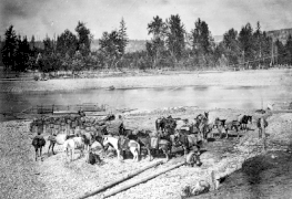 Mule train fording the Quesnel River, 1868