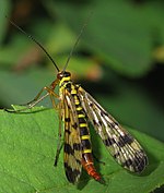 Panorpa communis – Weibchen