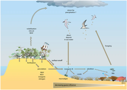 Pathways for guano-derived nitrogen to enter marine food webs[81]