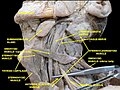 Scalene muscles. Muscles of the neck. Lateral view.