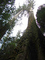 Image 19Eucalyptus regnans forest in Tasmania, Australia (from Old-growth forest)
