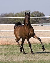 A dark horse moving towards the camera with head held high and legs striding forward.
